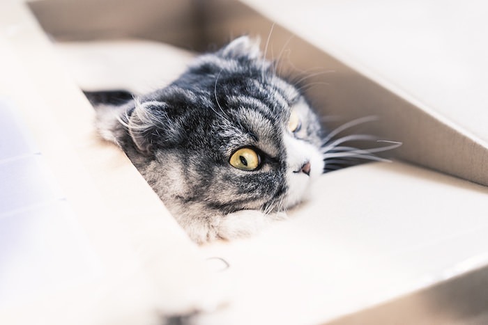 ダンボールに入る猫 ダンボールに入る猫