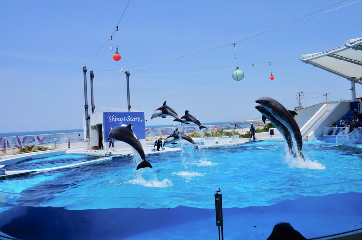 みさき公園のイルカショー