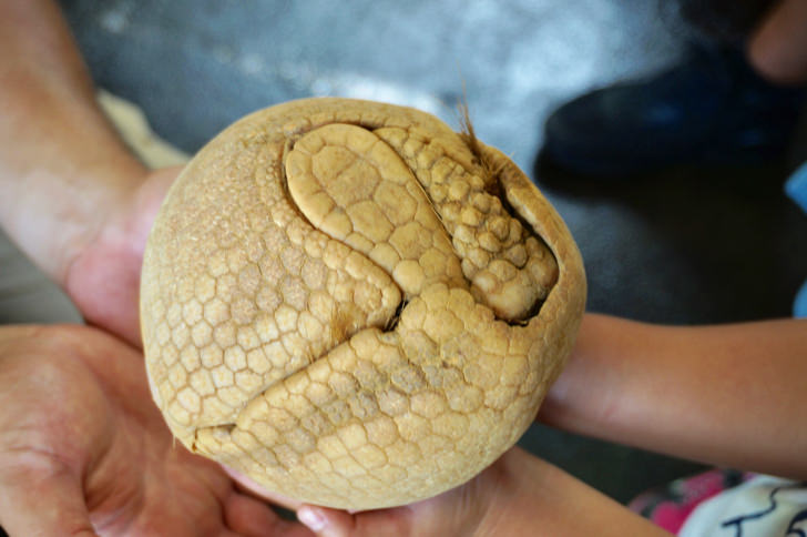 みさき公園の動物園で見たアルマジロ