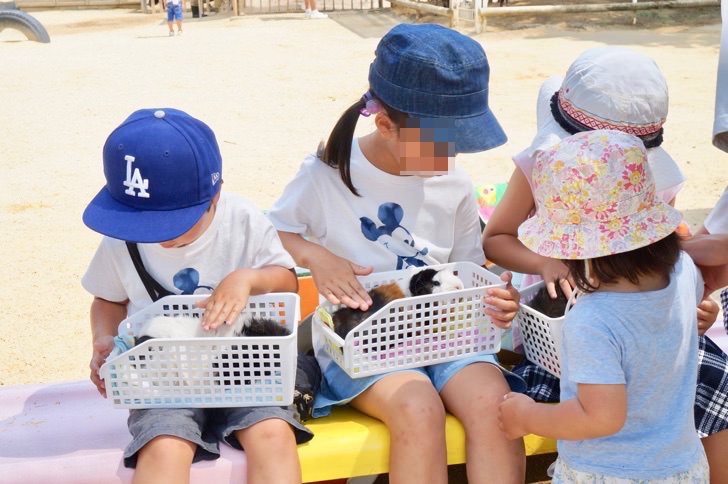 みさき公園の動物園で見たモルモット
