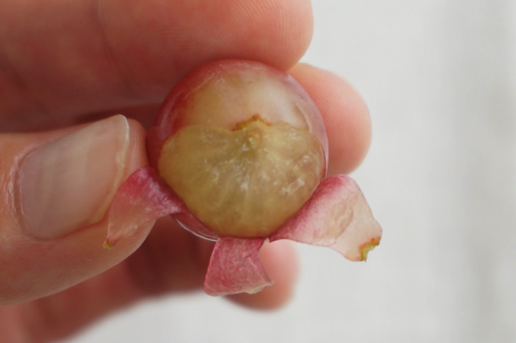 コストコのレッドシードレスグレープ(皮の中身)