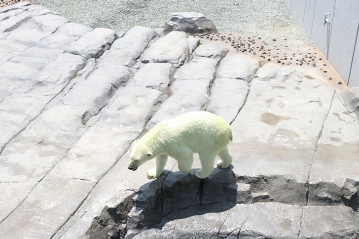 円山動物園の入園料金を割引クーポンで安くする方法 駐車場情報 行ってきた感想まとめ ノマド的節約術