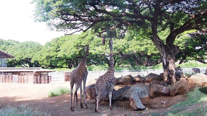 ハワイ・オアフ島にあるホノルル動物園(キリン)