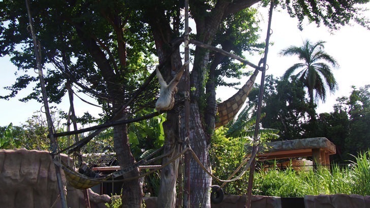 ハワイ・オアフ島にあるホノルル動物園(テナガザル)