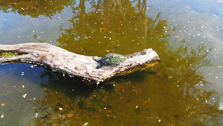 ハワイ・オアフ島にあるホノルル動物園(亀)