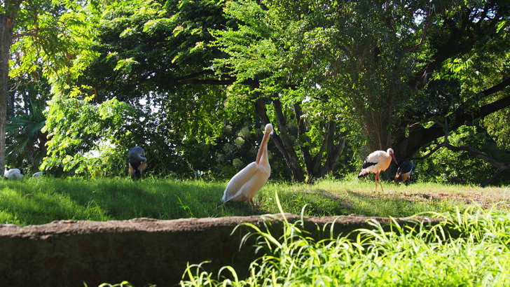 ハワイ・オアフ島にあるホノルル動物園(コウノトリ)