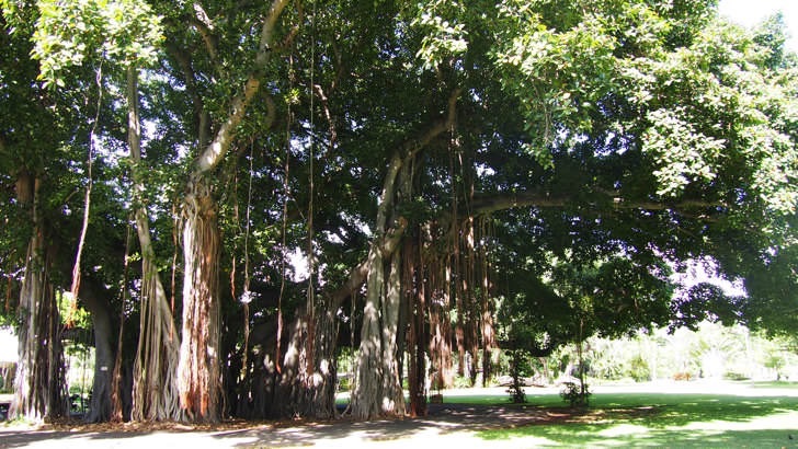 ハワイ・オアフ島にあるホノルル動物園(園内にある大木)
