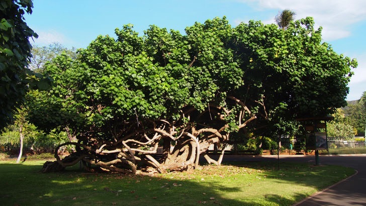 ハワイ・オアフ島にあるホノルル動物園(園内にある変わった大木)