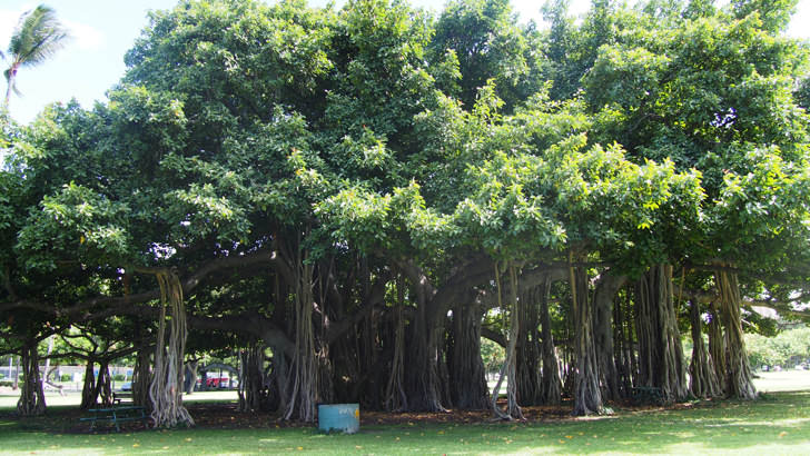 ハワイ・オアフ島にあるカピオラニ公園(公園にある大木)