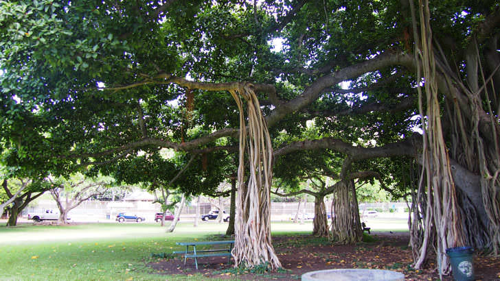 ハワイ・オアフ島にあるカピオラニ公園(公園にある変わった大木)
