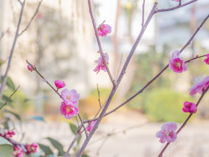 ひな祭り:桃の花
